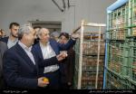 بازدید استاندار آذربایجان شرقی از انبارهای میوه شب عید