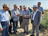 بازدید معاون عمرانی استاندار آذربایجان‌ شرقی از طرح بیابان‌زدایی و کشت گونه‌های گیاهی سازگار در حاشیه دریاچه ارومیه